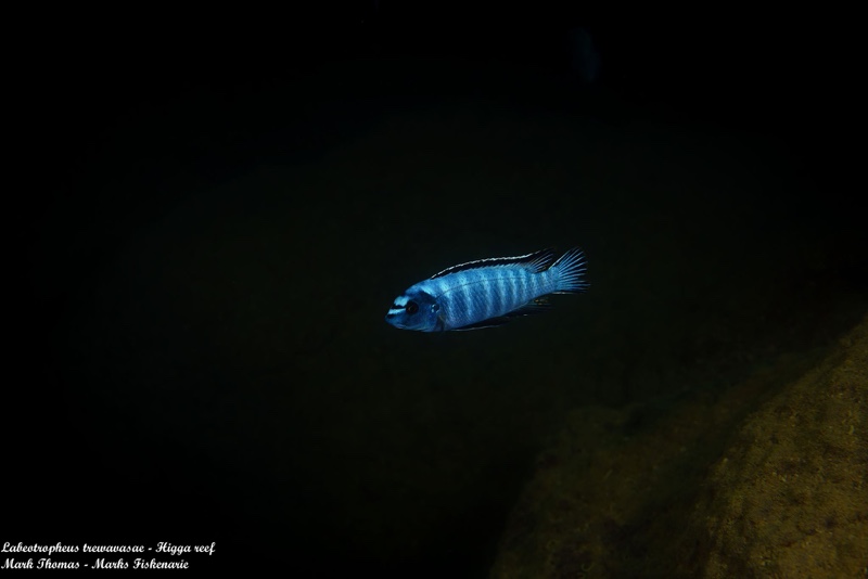 Labeotropheus trewavasae 'Higga Reef'